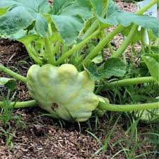 15 Seeds Bennings Green Tint Scallop Squash Seeds – Heirloom Pattypan Cucurbita pepo, Pale Green, Compact Bushy Plant