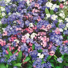 Forget Me Nots Seeds Mixed Colors – Perennial Flowering Plants for Pollinators, Easy to Grow, Non-GMO Myosotis Garden Seeds