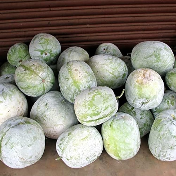 Wax Gourd Seeds, Wintermelon, Heirloom Variety, Benincasa hispida, for Soups & Curries, 10 Seeds