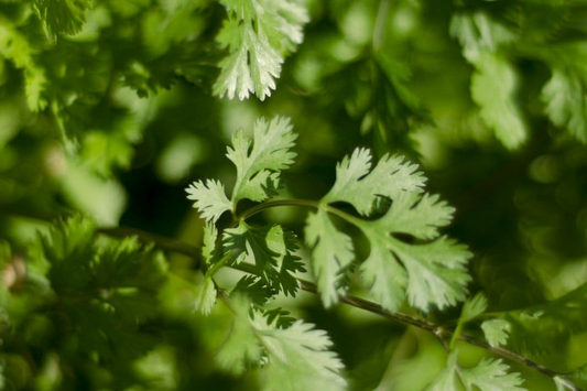 Leisure Cilantro Seeds | Heirloom Non-GMO | Slow to Bolt Culinary Herb | Coriandrum sativum | 125 Seeds