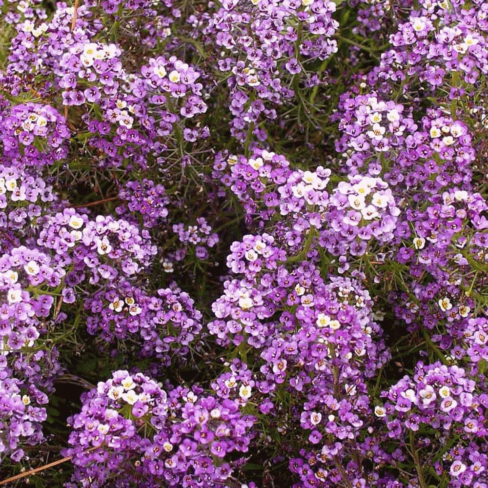 1000 Alyssum Seeds - Sweet Dwarf Royal Carpet Lobularia maritima Ground Cover, Fragrant, Purple Blooms, Non-GMO, Perennial