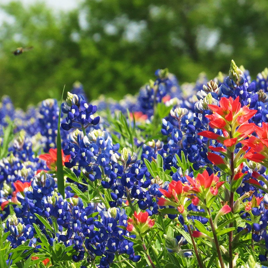 1 Gram Texas Bluebonnet Seeds (Lupinus texensis) - Iconic Wildflower for Gardens & Pollinators