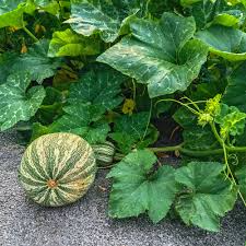 20 Seeds Cushaw Green Striped Pumpkin Heirloom Winter Squash Cucurbita argyrosperma