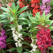 Tom Thumb Impatiens Seeds – Violet-Purple Blooms, Shade Tolerant, Non-GMO, Impatiens balsamina, Zone 3-10, Pollinator-Friendly, Container Garden