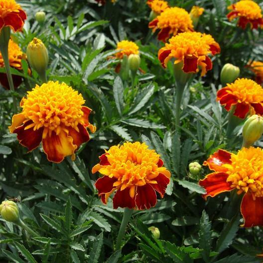 200 Seeds French Marigold Orange Flame Double Dwarf - Bright Orange Edible Flowers, Compact, Non-GMO, Tagetes patula
