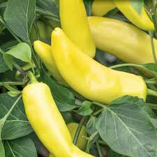 300mg Hungarian Yellow Wax Hot Pepper Seeds, Capsicum annuum, Mild-Medium Heat, Non-GMO, Perfect for Pickling, Cooking, Grilling