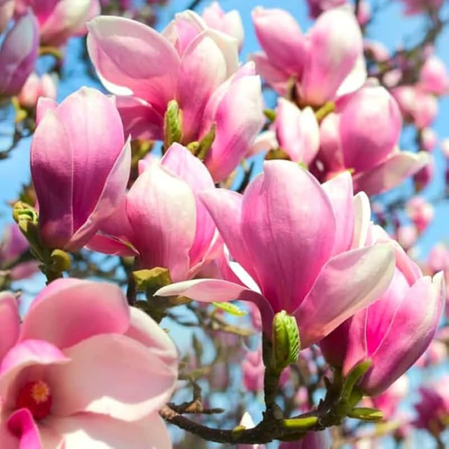 Saucer Magnolia Starter Plant | 6-12 Inch Bare Root Flowering Tree | Pink-White Spring Blooms | Magnolia x soulangiana | Zones 4-9