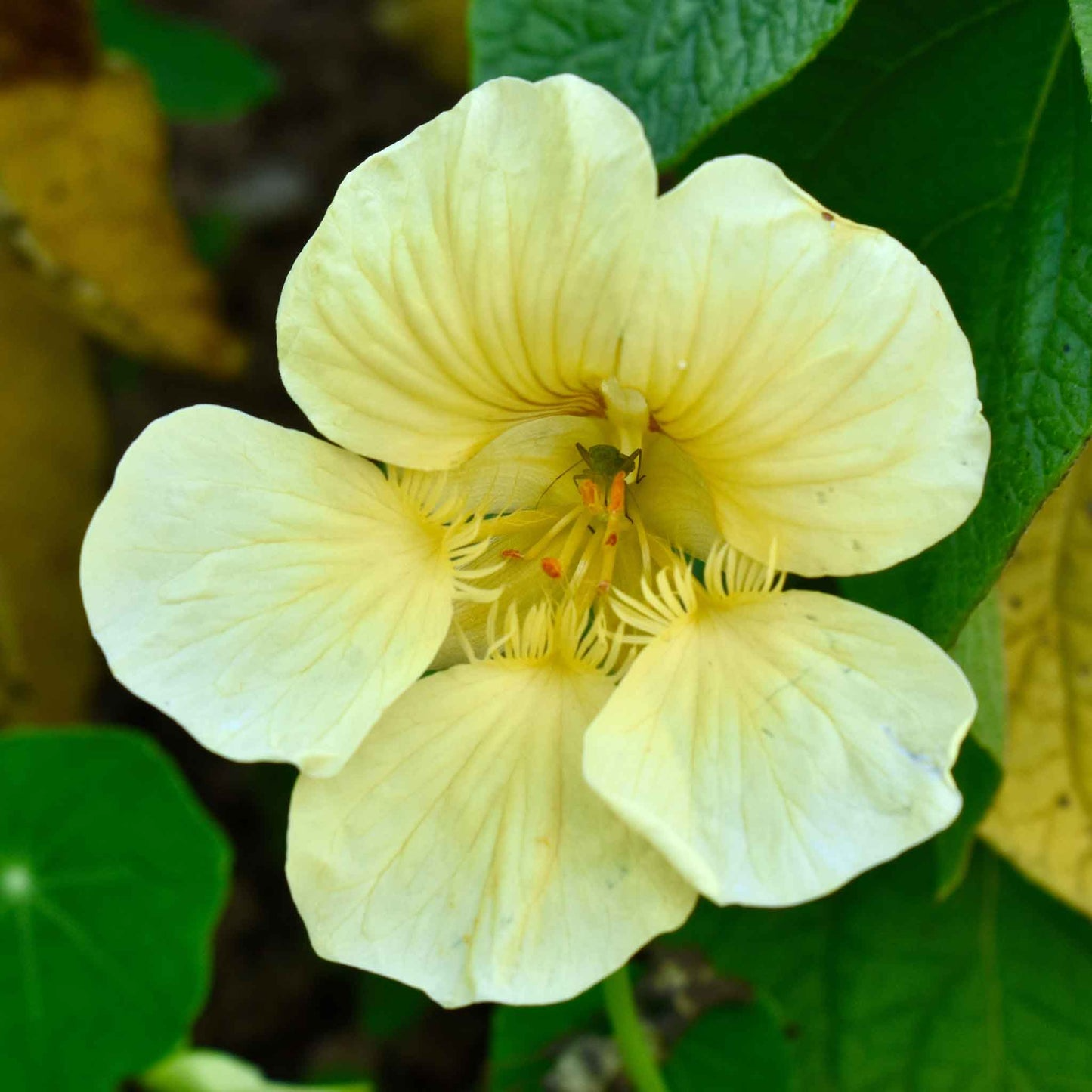 Nasturtium Seeds Moonlight Creamy White Edible Flowers Heirloom Non-GMO Organic Garden & Salad Flowers