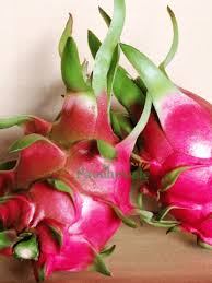 Vietnamese Dragon Fruit Cuttings - White Flesh, Self-Pollinating, 6-8 Inches Tall, Container-Friendly, Hylocereus undatus