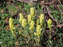 Sulfur Paintbrush Seeds – Castilleja sulphurea – Native Wildflower with Cream-Yellow Bracts for Pollinator Gardens, 50 Seeds