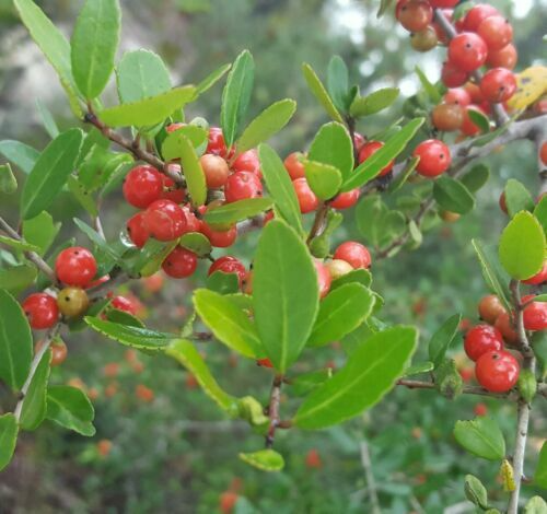 20 Yaupon Holly Seeds Ilex vomitoria Tea Shrub Evergreen Hedge Native Edible Leaves Garden Starter