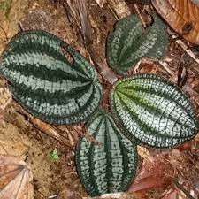 Live Phyllagathis rajah Bare Root Plant for Terrariums, Exotic Tropical Foliage, Indoor Garden, Vivarium, Rare Green Houseplant