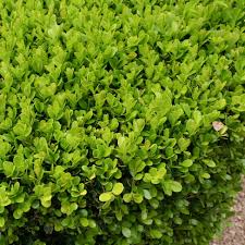 Japanese Boxwood Unrooted Cuttings 12 Pack Buxus microphylla Bush Hedge Evergreen Shrub for Garden