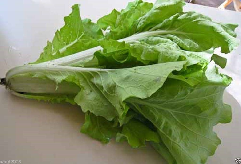 180 Seeds Frilly Leaf Pak Choi Fun Jen Hybrid Brassica rapa - Fast-Growing Nutritious Asian Greens for Home Gardens