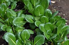 Mustard Green Spinach Seeds – Komatsuna Tendergreen, Heirloom, Fast-Growing, Heat & Cold Tolerant, Garden & Container Planting