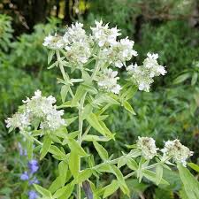 Mountain Mint Seeds 25 Pack | Aromatic Herb | Edible Leaves | Native Perennial | Pycnanthemum verticillatum