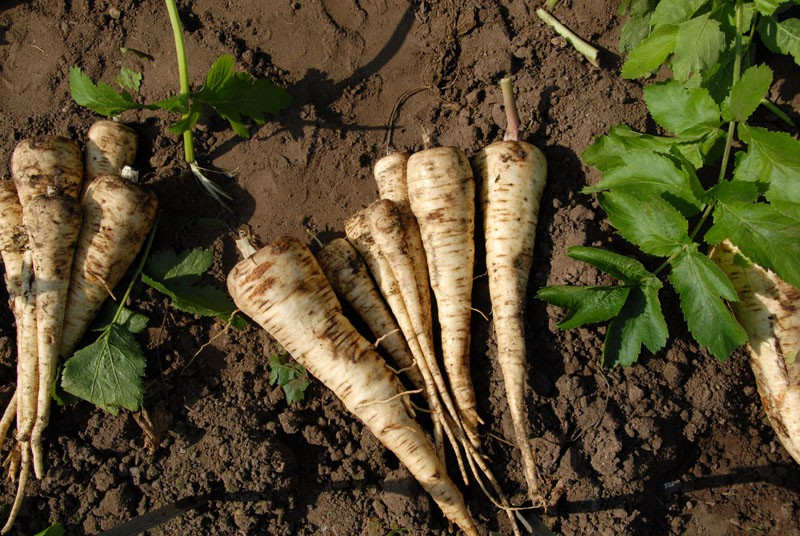 Parsnip Seeds All American 350 Count, Pastinaca sativa, Sweet Nutritious Root Vegetable for Home Gardens, High Yield, Easy to Grow