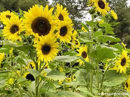 100 Sunflower Seeds Lemon Queen Helianthus annuus Non-GMO Cut Flower Pollinator Favorite