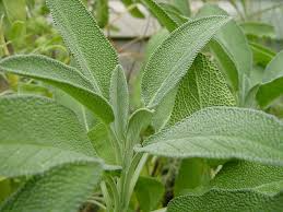 Heirloom Sage Seeds | Non-GMO Salvia officinalis Culinary Herb for Garden, Pollinator & Container Planting
