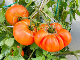 Hawaiian Pineapple Tomato Seeds – Heirloom Beefsteak, Indeterminate, Non-GMO, Bicolor Fruit, Sweet and Fruity, Organic Gardening