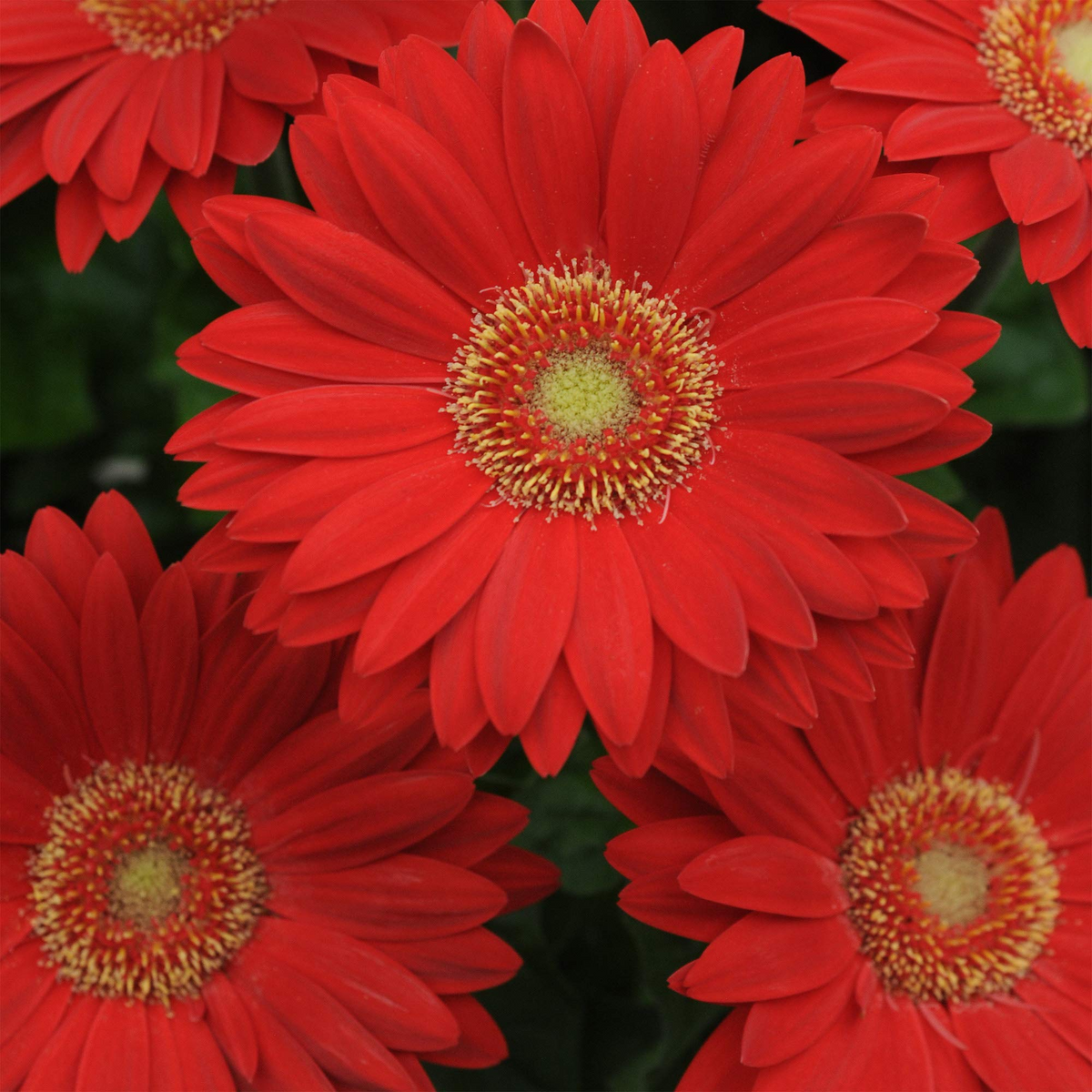 Deep Red Gerbera Daisy Seeds – 200+ Vibrant Red Blooms – Perennial Flower for Borders, Containers & Cut Gardens – Gerbera jamesonii