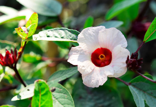 White Roselle Hibiscus Seeds (Hibiscus sabdariffa) | 25 Seeds | Edible Calyces & Leaves | White Flowers for Culinary & Ornamental Gardens