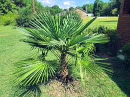 Windmill Palm Seeds, Trachycarpus fortunei, Cold Hardy Fan Palm, Landscaping Tree, Outdoor Garden Plant Seeds