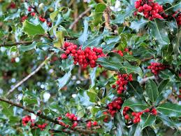 American Holly Seeds 500mg Ilex opaca Evergreen Tree with Red Berries for Landscaping & Wildlife