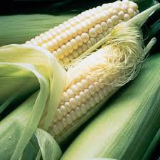 Corn Seeds Silver Queen Hybrid Sweet – 5g, White Kernels, High Yield, Early Maturing, Non-GMO, Garden & Field Zea mays