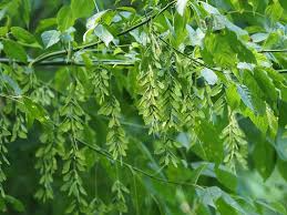 Acer negundo Seeds – Boxelder Maple Tree – Fast-Growing Deciduous Shade or Bonsai Tree, Cold Hardy, Native North American Plant