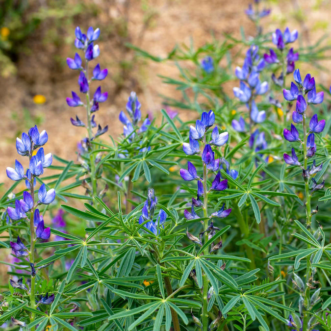 Blue Annual Lupine Seeds – Lupinus angustifolius, Vibrant Wildflowers for Pollinators & Gardens, Drought-Tolerant, Full Sun, 25+ Seeds