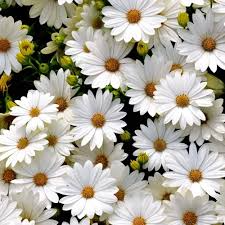 White Gerbera Daisy Seeds – 200 Premium Seeds for Garden, Borders & Cut Flowers – Gerbera jamesonii