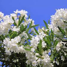 Oleander Tree White Unrooted Cuttings – 7 Live 6" Fast-Growing Drought-Tolerant Fragrant Flowers, Easy-Care Nerium oleander