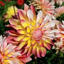 Dahlia Caribbean Fantasy Tuber – Peach, Yellow, Red Blooms, Fast-Growing, Perfect for Cut Flowers, USDA Zones 8-10