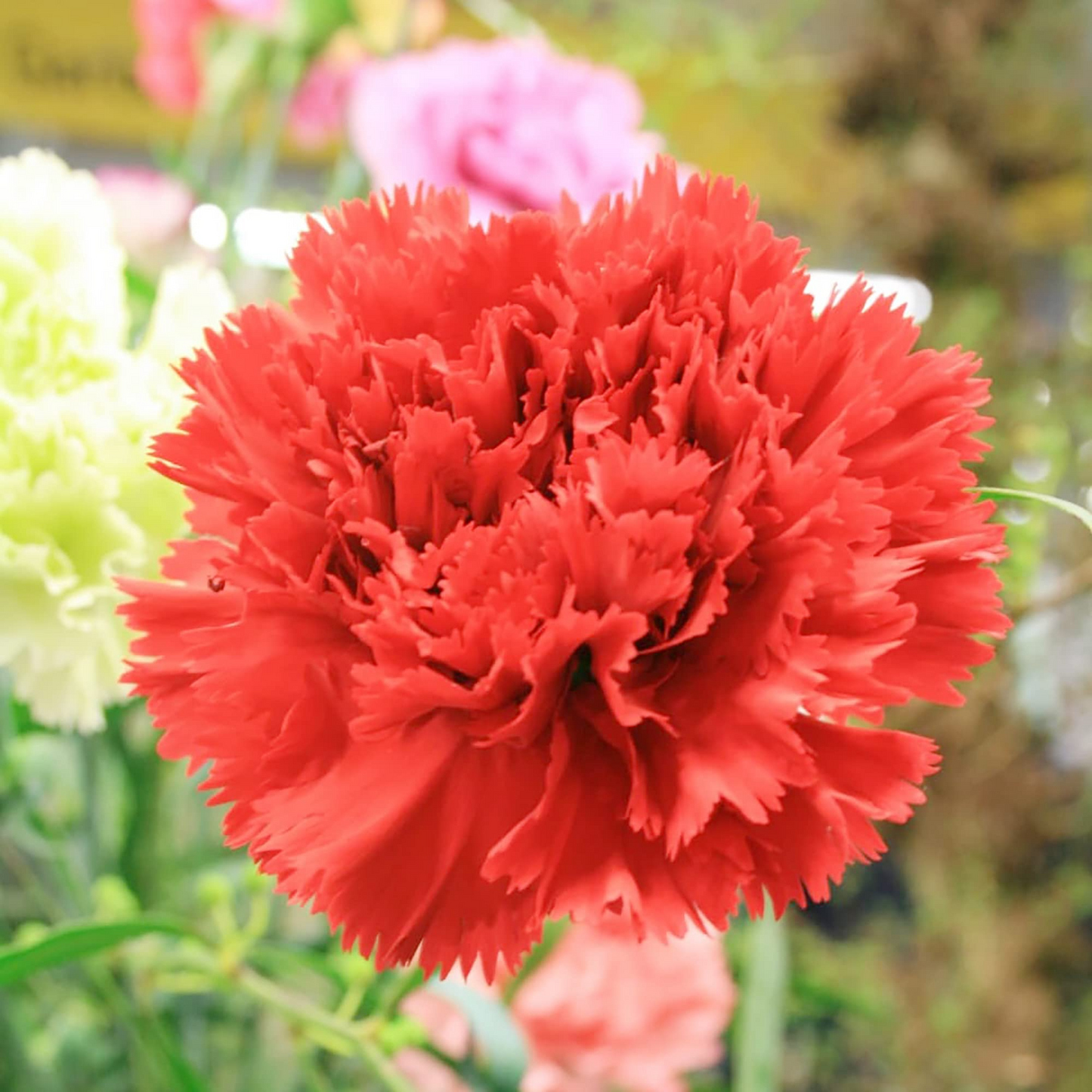 200 Seeds Carnation Etincellant Red - Fragrant Non-GMO Pollinator-Friendly Cut Flowers Dianthus caryophyllus