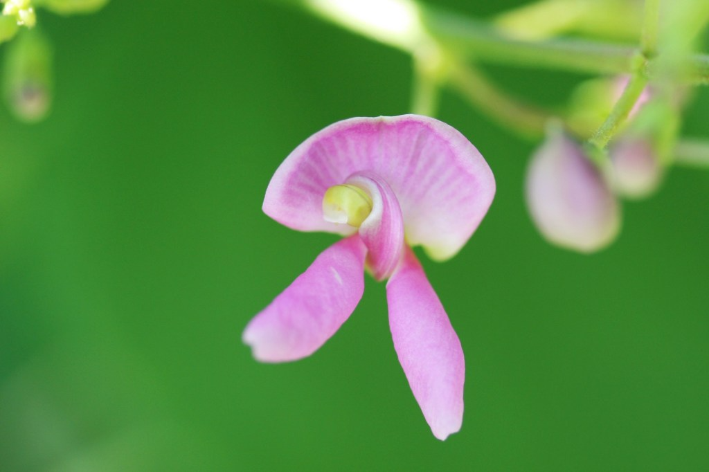 Wild Kidney Bean Vine Seeds – Phaseolus polystachios – Native Pollinator-Friendly Climber for Fences & Trellises