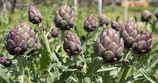 500mg Green Globe Artichoke Seeds – Heirloom Edible Perennial for Gardens, Containers & Landscaping – Cynara scolymus