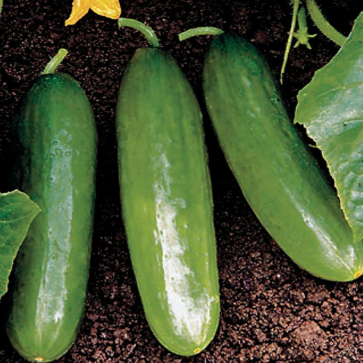 Diva Cucumber Seeds | Hybrid, Non-GMO, Burpless, Seedless, All-America-Selection Winner, Fresh Eating, Cucumis sativus