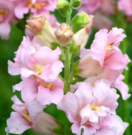 Antirrhinum majus Madame Butterfly Pink Snapdragon Seeds – 1000+ Ruffled Blooms, Garden & Cut Flowers, Pollinator-Friendly, Full Sun