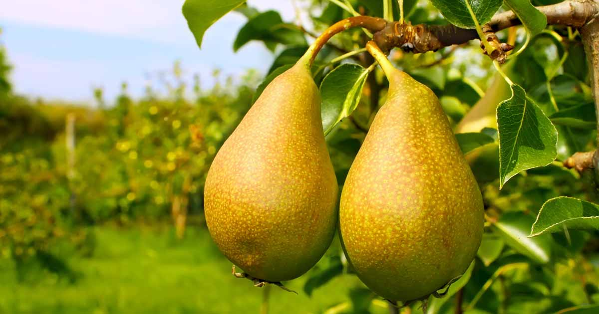 10 Bartlett Pear Tree Seeds Pyrus communis for Edible Fruits, Grow Your Own Pear Tree for Gardens & Orchards