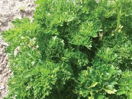 Triple Curled Parsley Seeds - Herb Seeds for Culinary & Ornamental Use - Petroselinum crispum - 1000 Seeds