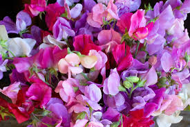 Summer Romance Sweet Pea Seeds – Blush Pink Fragrant Climbing Vines for Gardens & Bouquets – Lathyrus odoratus, 50+ Seeds