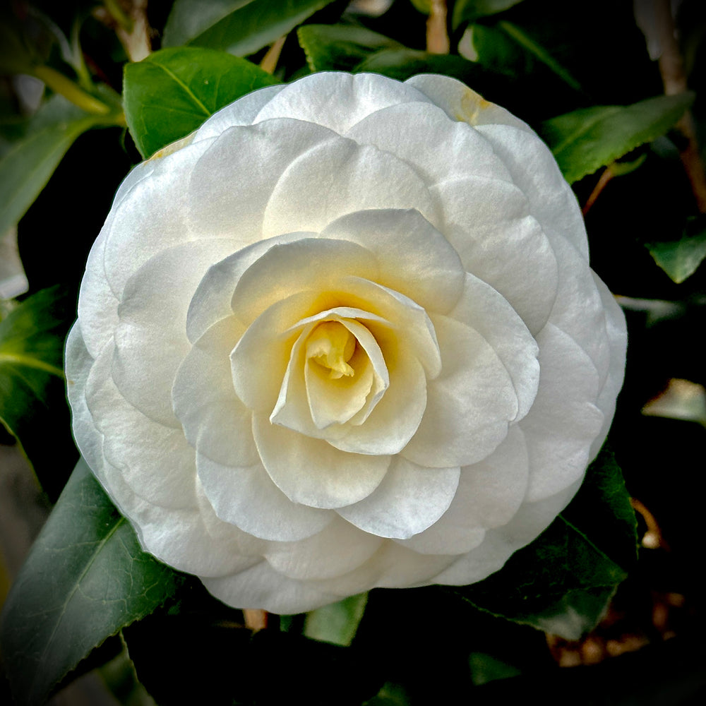 White Camellia Japonica Starter Plant – Evergreen Shrub with White & Pink Blooms for Zones 7-10