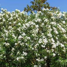 Oleander White Live Cuttings – 7 Unrooted 6-Inch Evergreen Shrubs with Elegant White Flowers, Fast-Growing Hedging Plants, USDA Zones 8-10