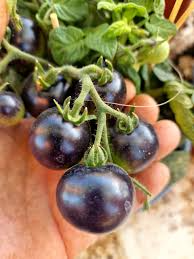 Blue Room Micro Dwarf Tomato Seeds – Heirloom, Non-GMO, Compact, High-Yield, Solanum lycopersicum