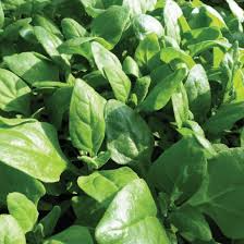 Spinach Seeds New Zealand 1g Heat-Tolerant Fast-Growing High-Yield Tender Leaves Container Gardening