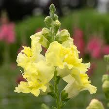 Antirrhinum majus Madame Butterfly Yellow Snapdragon Seeds – 1000+ Ruffled Blooms, Pollinator-Friendly, Garden & Cut Flowers
