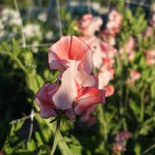 Tutti Frutti Sweet Pea Seeds – 50+ Mixed-Color Climbing Flower Vines for Trellises, Bouquets & Gardens – Lathyrus odoratus
