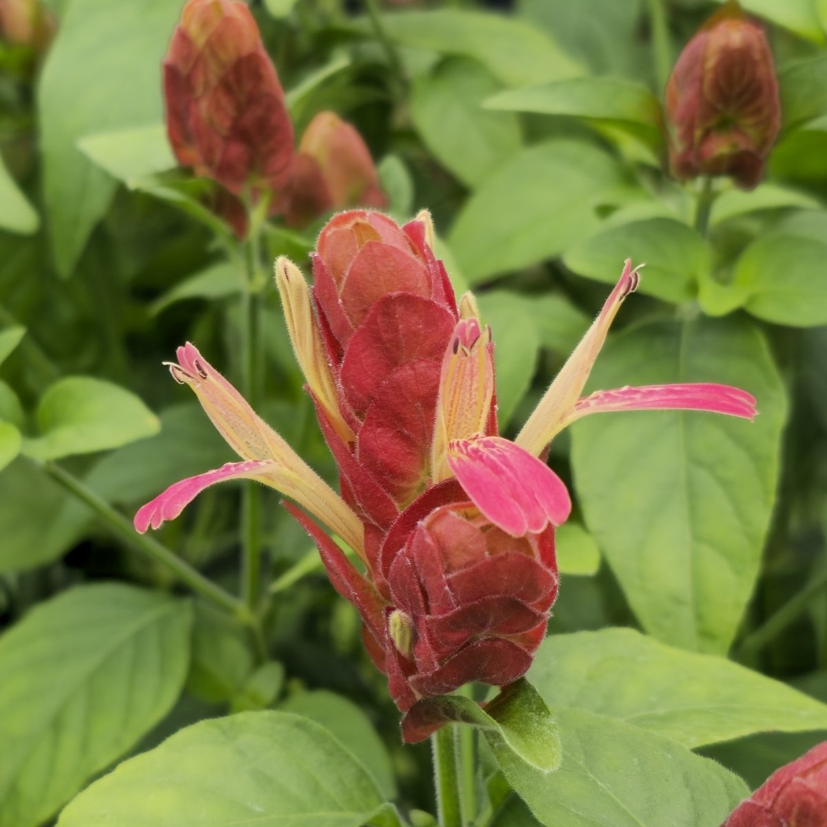 Justicia brandegeeana Mexican Shrimp Plant Starter - Red Maroon Bracts, Tropical Evergreen Shrub, Pollinator-Friendly, 5-7 Inches Tall