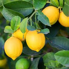 Eureka Lemon Tree Seedling | 3-8 Inches Tall | Citrus limon | Indoor & Outdoor Starter Plant